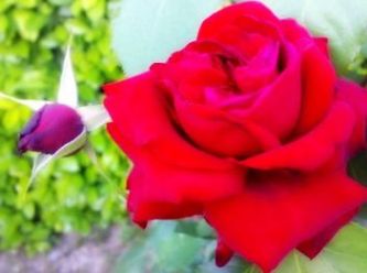 Valentina Monteleone poesia di rose